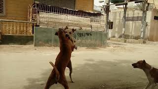 Dogs fight gang war extreme Real [upl. by Stefan]