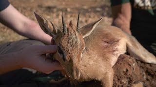 Hunting Damara Dik Dik in Namibia BurchellWolf Safaris [upl. by Razid601]