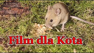 Film dla kota 🐭 myszy i ptaki [upl. by Buskus]