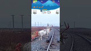 Reindeer herders migrati shortsfeed trending viralshort [upl. by Armillia550]