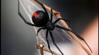 The Top 10 Most Venomous Spiders [upl. by Ahsla]