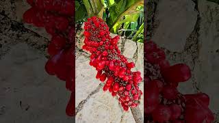 Pheasants tail seeds Playa del Carmen Mexico tropical Caribbean jungle city plant life nature [upl. by Eahcim]