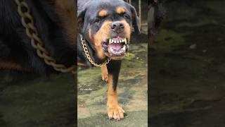 Angry Rottweiler barking sound angrypuppy funnyanimals pitbull angrypets cuteanimal angrydog [upl. by Reddy]