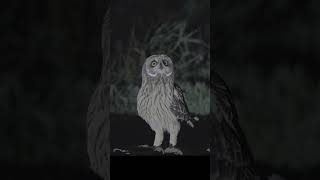 Болотная сова и вальдшнепShorteared owl and woodcock birds wildlife shots nature [upl. by Podvin]