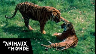 Sur la piste du tigre au Népal  Le tigre du Bengale [upl. by Lledrac]