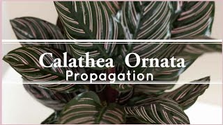 Calathea Plant Care and Propagation [upl. by Yve]