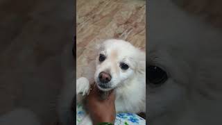 Aapke pass hai kya ye chiz😇🤔🤭 cutedog dog trending viralvideo [upl. by Elitnahc]