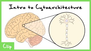 Introduction To Cytoarchitecture Brodmann AreasMap  Clip [upl. by Tung]