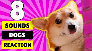 8 Sounds Dogs Like to React to the Most [upl. by Tnerual]