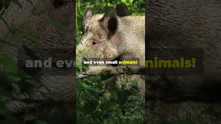 Meet the Babirusa Natures Wildest Pig trending facts shortvideo shorts shortsfeed ytshorts [upl. by Esenwahs712]