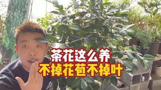 新买茶花这么养，不掉叶不掉苞 [upl. by Anec]