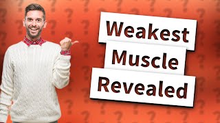 What is the weakest muscle in the human body [upl. by Sanez918]