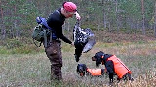 Skogsfugljakt I Tiurens Rike 2 capercaillie and black grouse hunting [upl. by Artek]