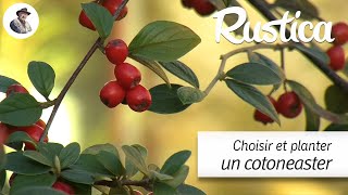 Choisir et planter un cotonéaster [upl. by Annaicul41]