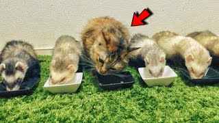 Rescued Kitten Raised At Home By Ferret Family Thinks Hes A Ferret Too [upl. by Olivette]