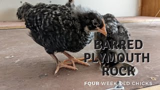 Barred Plymouth Rock 4WeekOld Chicks [upl. by Elleneg]