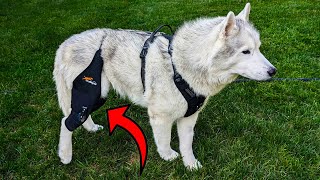 Dog Knee Brace Review Comfort Stability and Healing [upl. by Nujra]