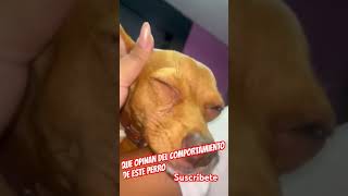 Que opinas de este perro LLORANDO  DOLOR O MANIPULACIÓN 😮😱 [upl. by Akcired]