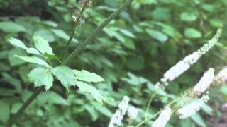 Plant portrait  Black cohosh Actaea racemosa [upl. by Nerb207]