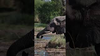 Elephant Encounter During Water Safari at Marataba Luxury Lodges [upl. by Alf]