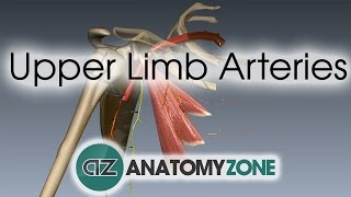 Upper Limb Arteries  Arm and Forearm  3D Anatomy Tutorial [upl. by Elysee]