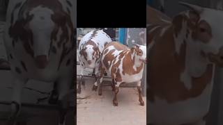 Har Mahine Bakra Ka 8 se 10 Kg Wajan Badhaye trending viralvideo shortvideos ytshorts farming [upl. by Annaliese]