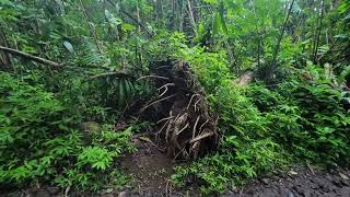 Hiking Manoa Falls Hawaii 2024 [upl. by Isidro397]