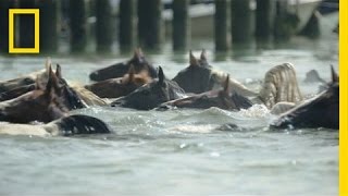 Watch Famous Ponies Swim in Chincoteague Island Tradition  National Geographic [upl. by Nanah925]