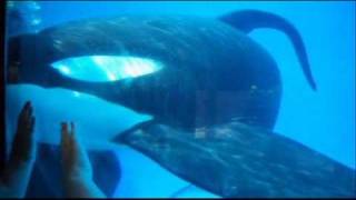 Tilikum  SeaWorld Orlando underwater viewing closeup [upl. by Gove]