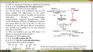 Métabolisme des lipides part 6 [upl. by Tamiko]