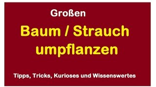 Baum verpflanzen umpflanzen  Ginkgo Strauch umsetzen umziehen ausgraben [upl. by Sergius398]