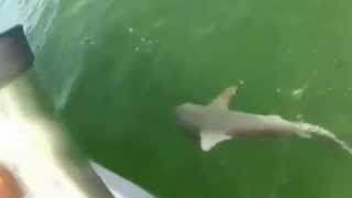 part 04  Grouper eats 4ft shark in 0ne bite funny video [upl. by Akina]