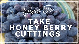 How to Grow Haskap Berries Taking haskap berry Cuttings [upl. by Spearing802]