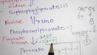 Glycolysis pathway explained with structures Embden Meyerhof Parnas pathway PASS the NEET NET [upl. by Shaughn]