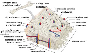 Bones Structure and Types [upl. by Onivag]