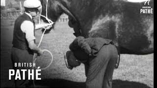 Clydesdale Horse Show 1942 [upl. by Elleval]