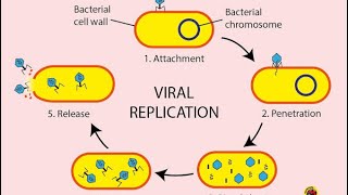 Viral replication cycle  virology [upl. by Paymar]