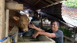 NGASIH MAKAN REMBO SAPI MONSTER BERSAMA PAK IYAT [upl. by Jarek]