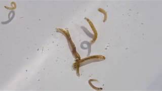 Group 32 Nonbiting Midges Chironomidae sp larvae [upl. by Enaoj]