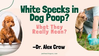 White Specks in Dog Poop A Sign of a Bigger Problem  Dr Alex Crow  Dog Worms  PetHealthGuru [upl. by Ijat]