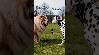 😱 Descubre el Hibrido de Perro Chow Chow  Dálmata chowchow dalmatian doglover [upl. by Asante]