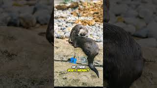 Sea Otters shorts facts unseenuniverse [upl. by Anyek]