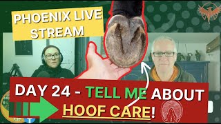 Day 24  TELL ME about HOOF CARE👍from P3 to abscesses❤️‍🩹 [upl. by Ttehr]