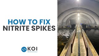 How To Fix Nitrite Spikes In My Koi Pond [upl. by Enniroc]