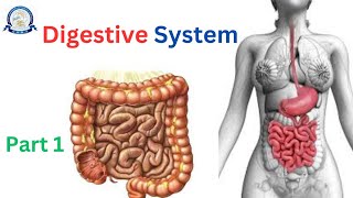 Digestive System Anatomy and physiology Part 1 Dow University of health Sciences BSN 1st year [upl. by Carolynne29]