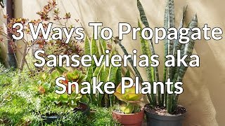 3 Ways To Propagate Sansevierias aka Snake Plants  Joy Us Garden [upl. by Ayotak169]