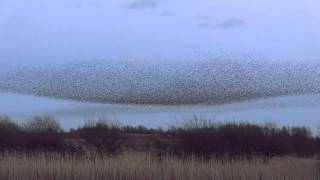 Starling Murmuration at Middleton Moor Derbyshire [upl. by Ydac]