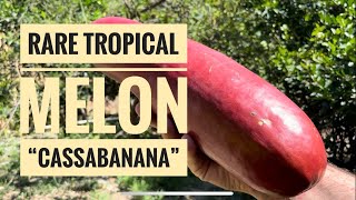 🌴 RARE Tropical Melon “Cassabanana” native to South America [upl. by Bullen]