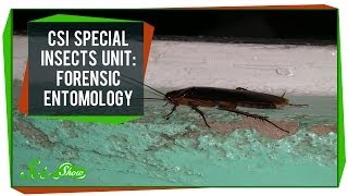 CSI Special Insects Unit Forensic Entomology [upl. by Ainos500]