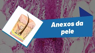 Anexos da pele glândulas sebáceas e sudoríparas pelos e unhas  Projeto Mais Medicina [upl. by Marlena]